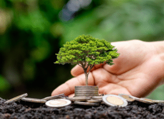 Albero che cresce dalle monete